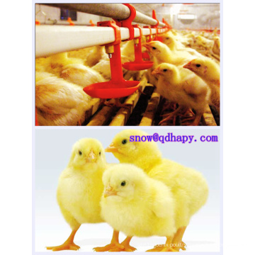 Automatic Poultry Equipment Assembled Easily with Good Quality